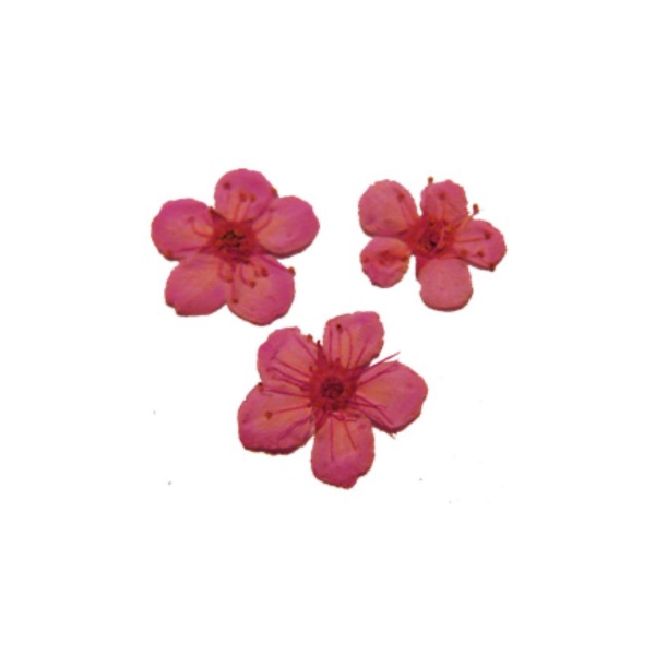 Severina Сухоцветы, #F-6 купить - 0