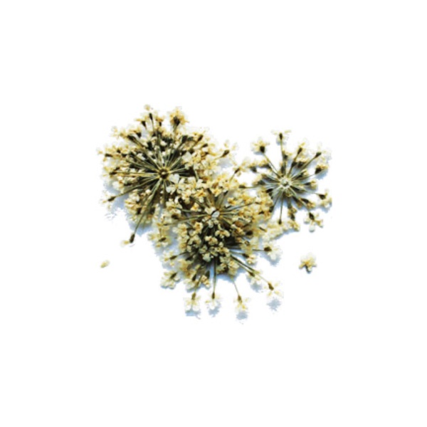 Severina Сухоцветы, #Fm-21 купить - 0