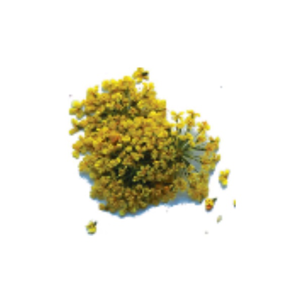 Severina Сухоцветы, #Fm-22 купить - 0