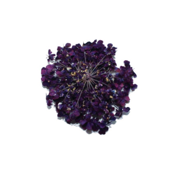 Severina Сухоцветы, #Fm-27 купить - 0